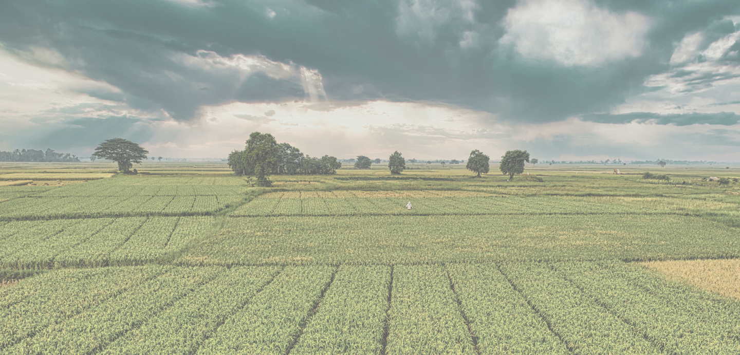 Campo con plantación